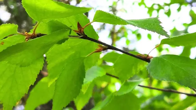 Luonnosta Kuiskiva