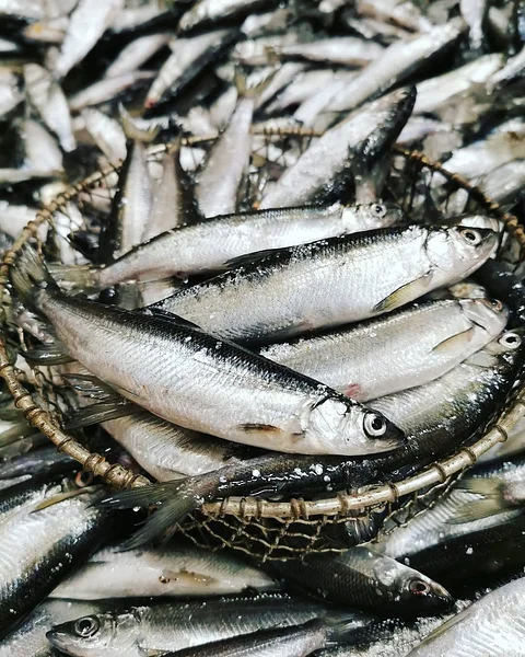 Maiva