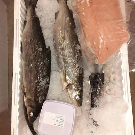 Siian mäti 250g