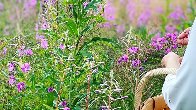 Magia Naturali